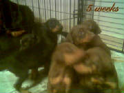 pups1.jpg
