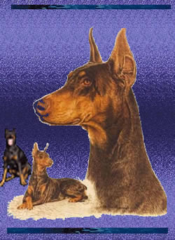 doberman00123.jpg