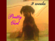 prettygirl_jpg_w180h135.jpg